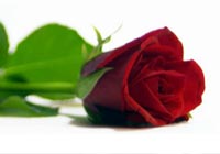 Valentine Ecards Song of Solomon Ecard