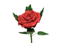 Mother's Day Mother's Day Rose Ecard
