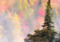 Seasons Fall Splendor Ecard
