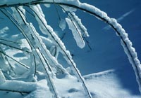 Christmas Cards Winter Loveliness Ecard