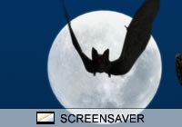 Holiday Bat Moon Screen Saver